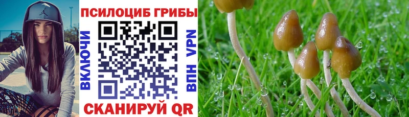 Псилоцибиновые грибы Psilocybe  закладка  блэк спрут онион  Злынка 